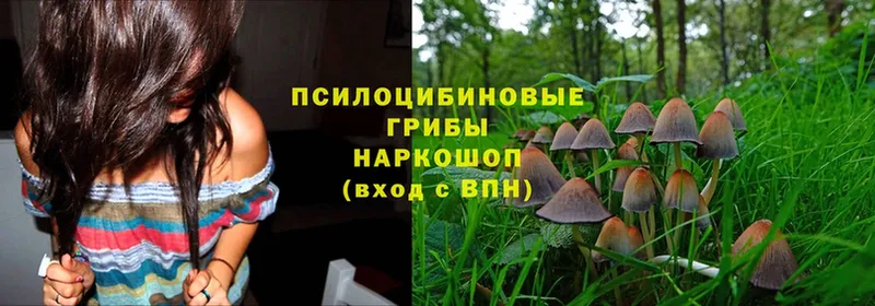 где найти наркотики  Нерехта  Галлюциногенные грибы Psilocybe 